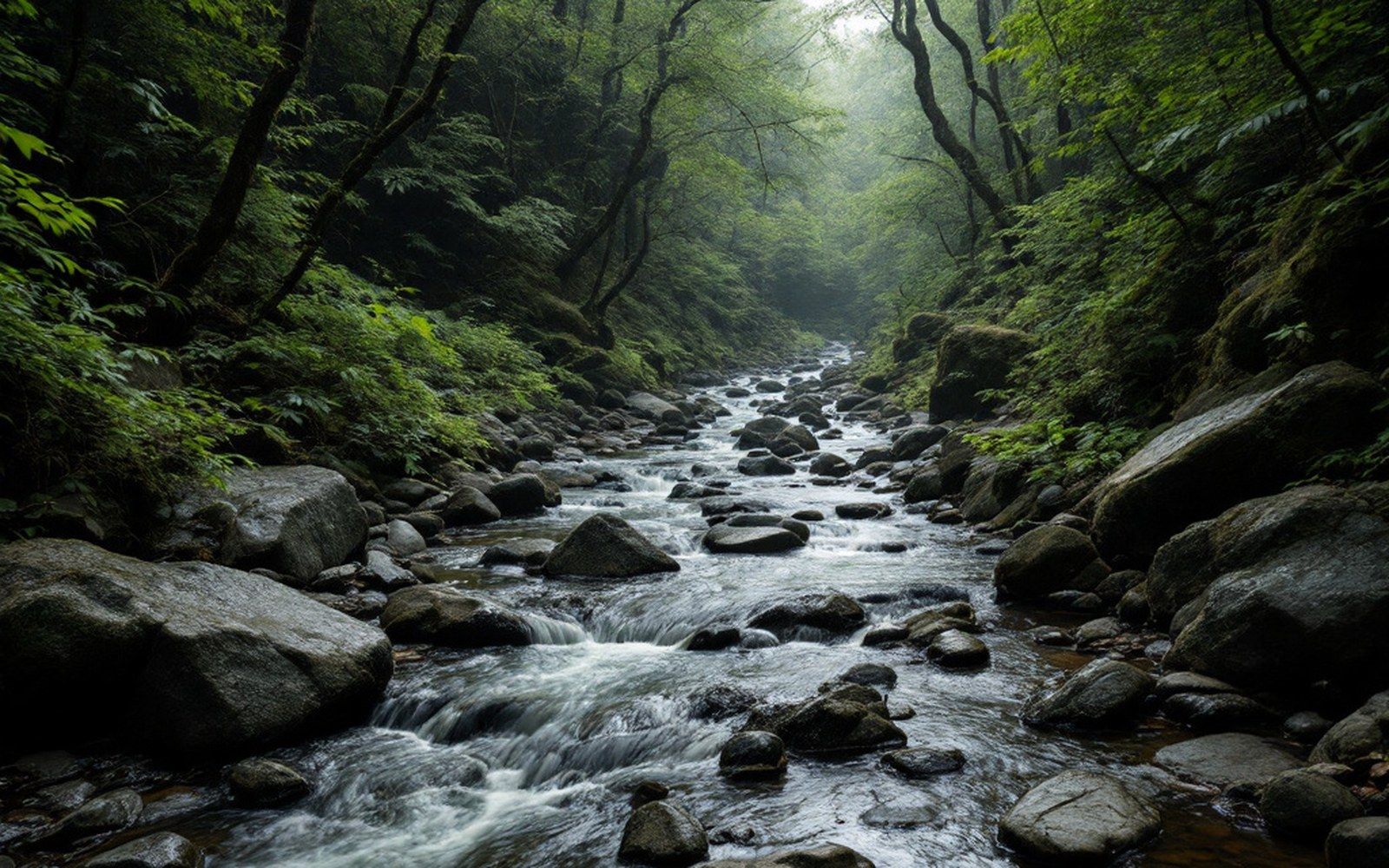 A shallow rocky stream under dense canopy