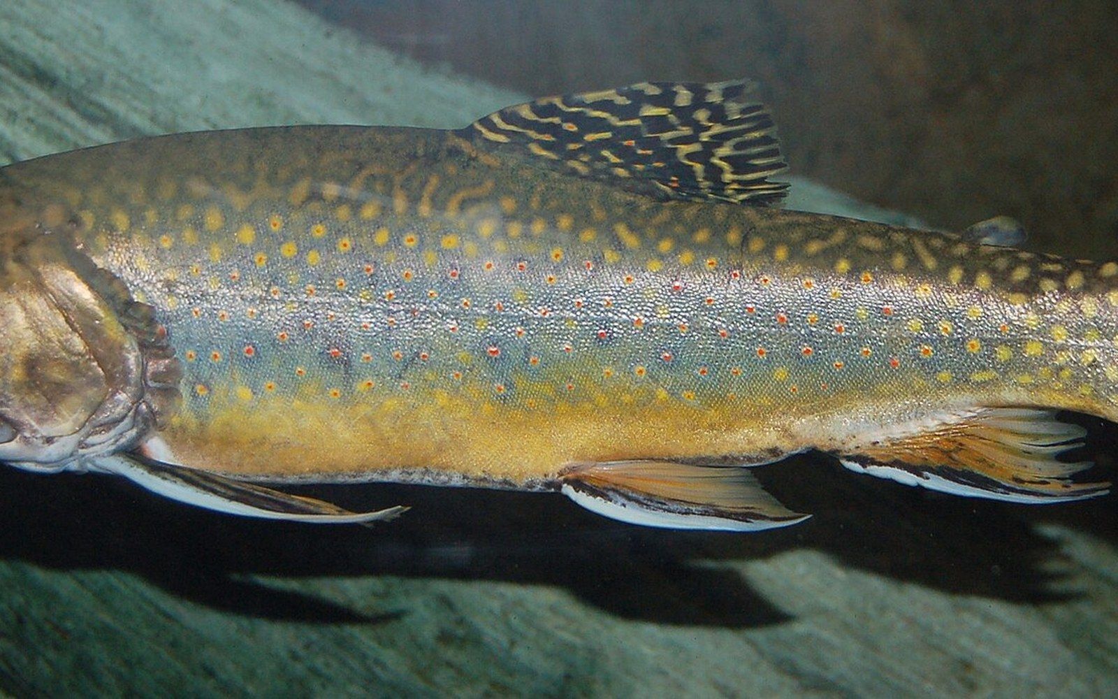 Close-up of a brook trout's speckled flank and marbled dorsal fin underwater