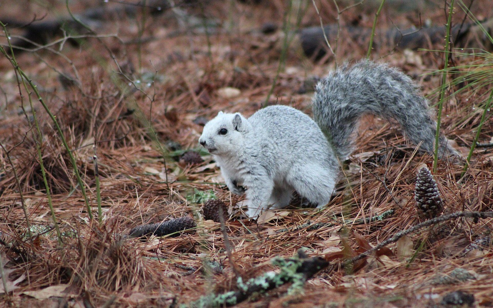 A Delmarva fox squirrel stands among pine needles and cones on the forest floor