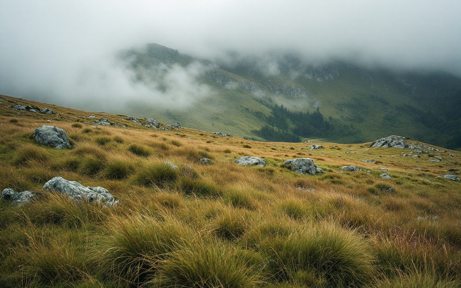 Open upland grass with rock outcrops, low cloud