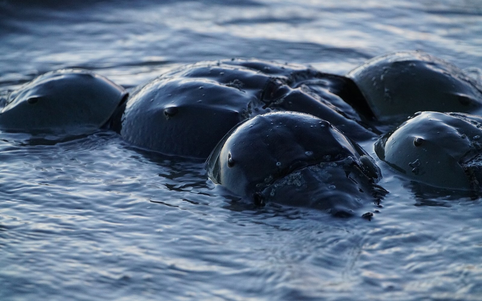 Several horseshoe crabs cluster together with shells breaking the surface of shallow water