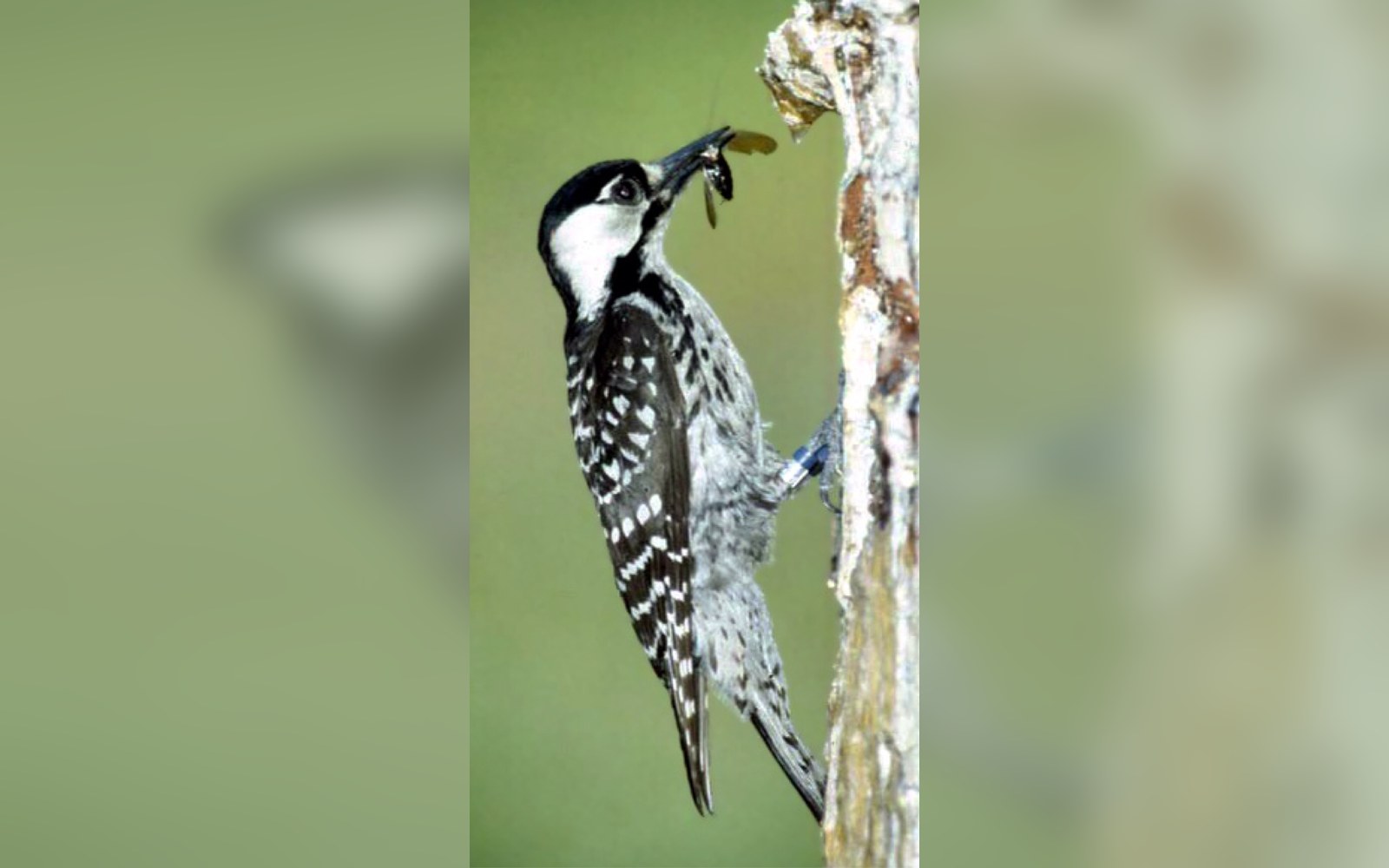 Black and white spotted woodpecker clinging to a pine trunk with an insect in its beak