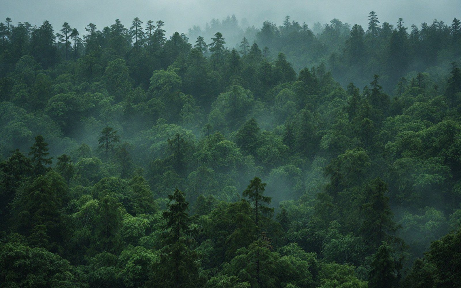 A dense thicket wall of vegetation, no sky