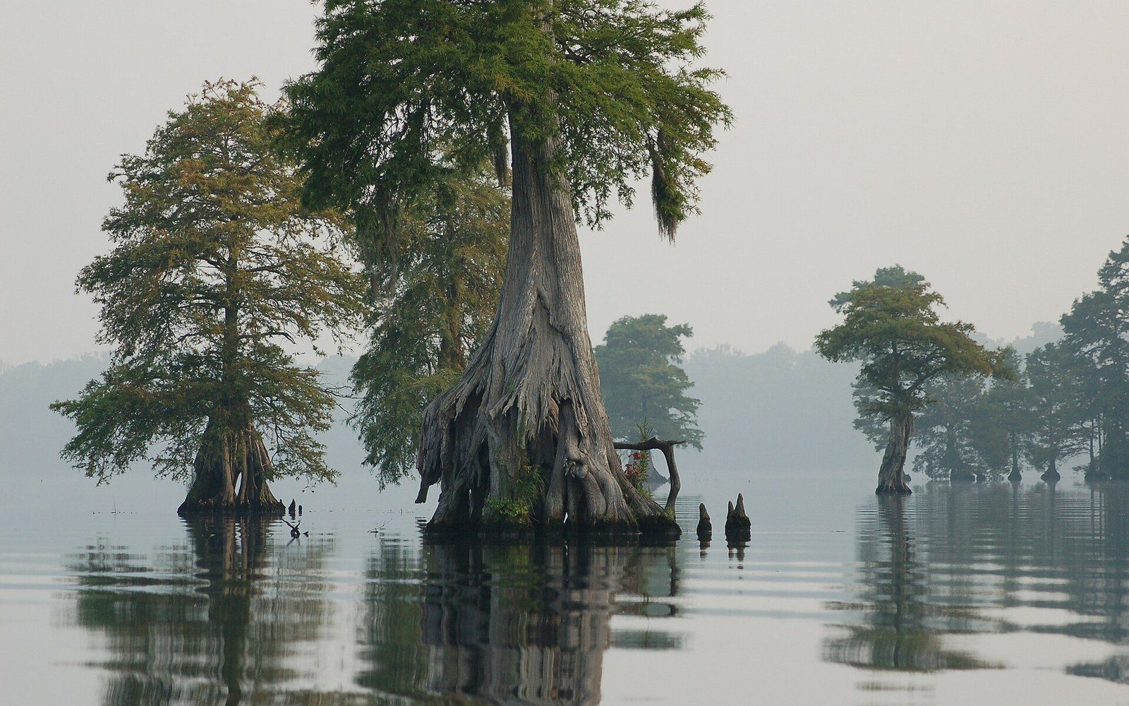 Cypress trees with knobby roots rise from still swamp water in misty light