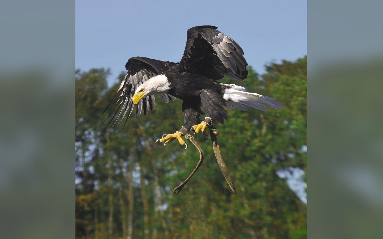 A bald eagle descends with wings raised and talons extended above a tree line