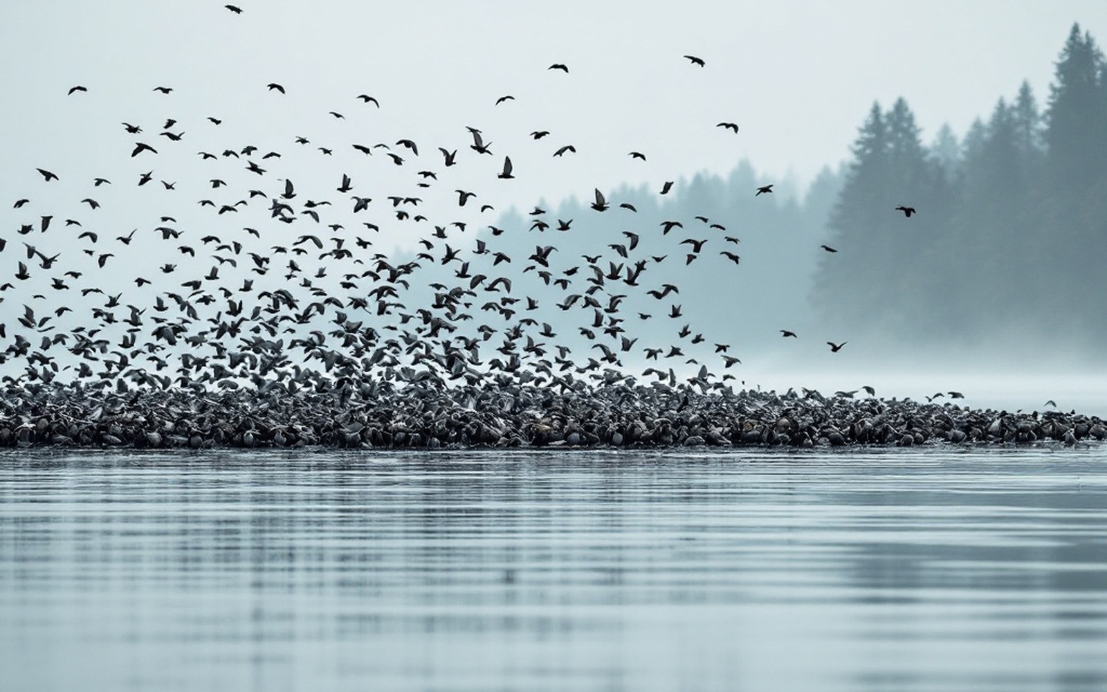 A large flock over water at distance, grey sky