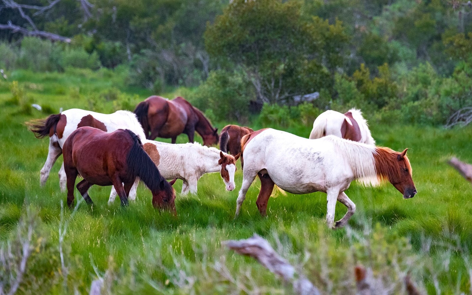 A small herd of wild ponies grazing together in a lush green marsh clearing