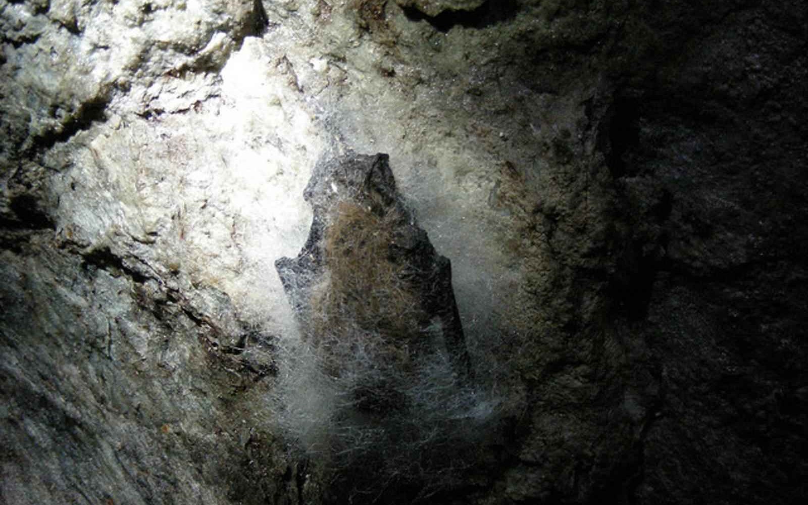 A rock outcrop inside a cave covered in white fungal growth resembling spider webs