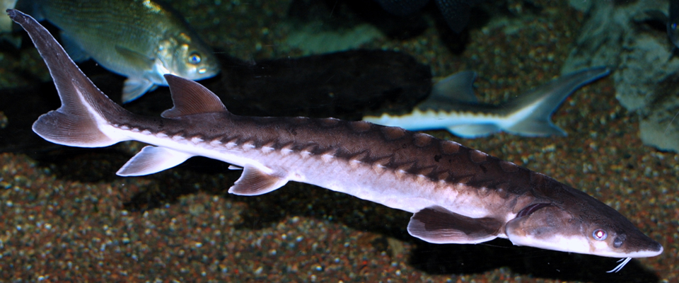 Alarming List Of Endangered Species In Virginia