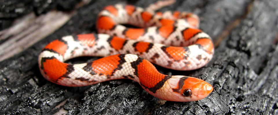 Red Scarlet Snake
