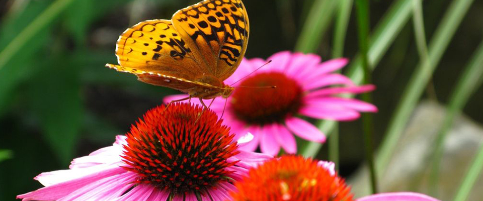 Coneflowers