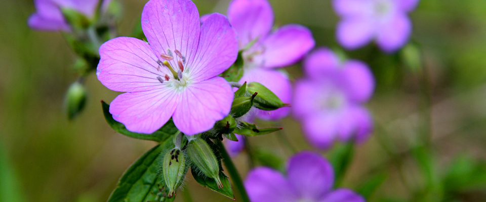 Wild Geraniums