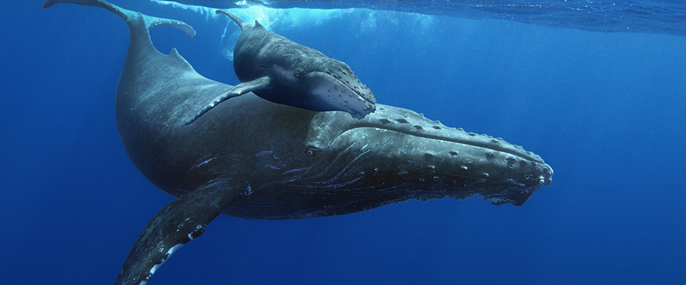 Humpback Whale