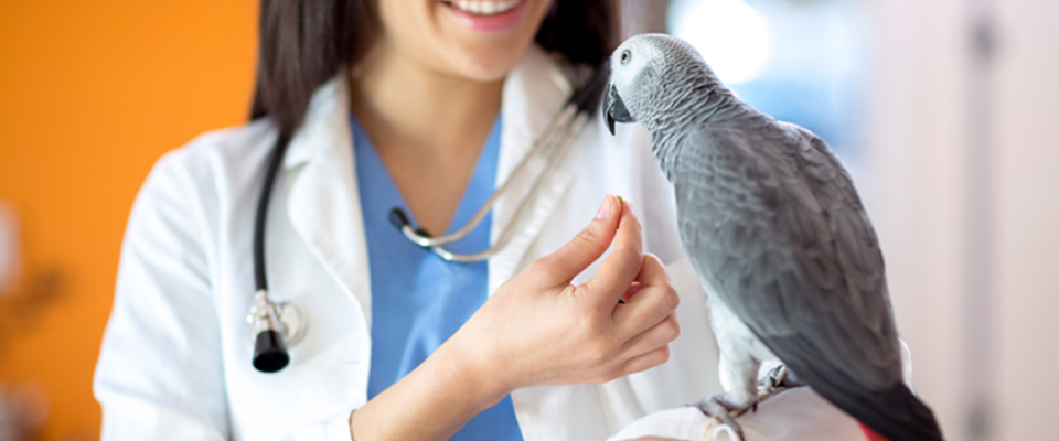 Wildlife Rescue League