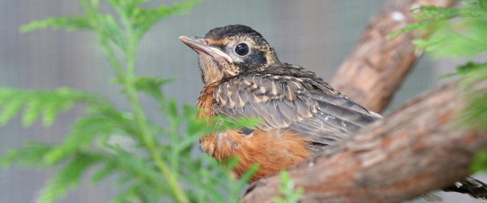 Southwest Virginia Wildlife Center of Roanoke